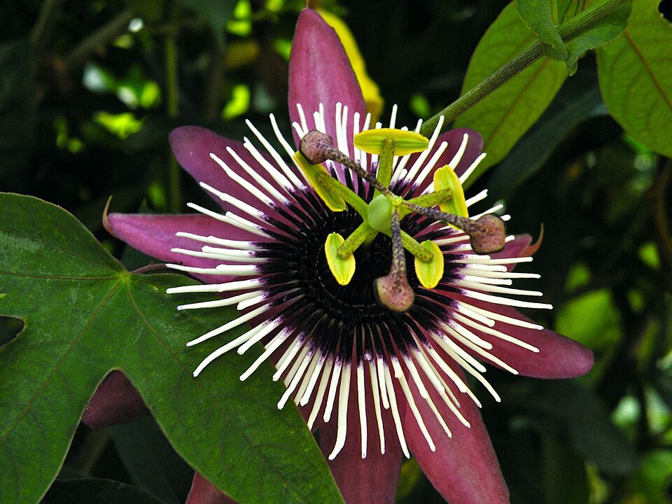 Passiflora violacea 'Atropurpurea'